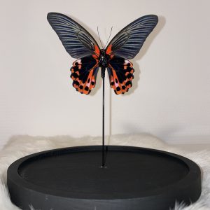 Papilio Rumanzovia in stolp
