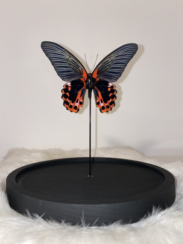 Papilio Rumanzovia in stolp