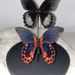 Papilio Rumanzovia dubbel in stolp
