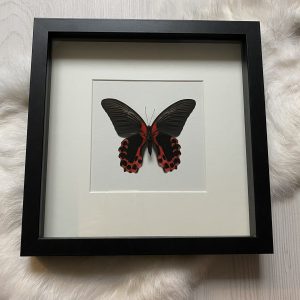 Papilio Rumanzovia in lijst
