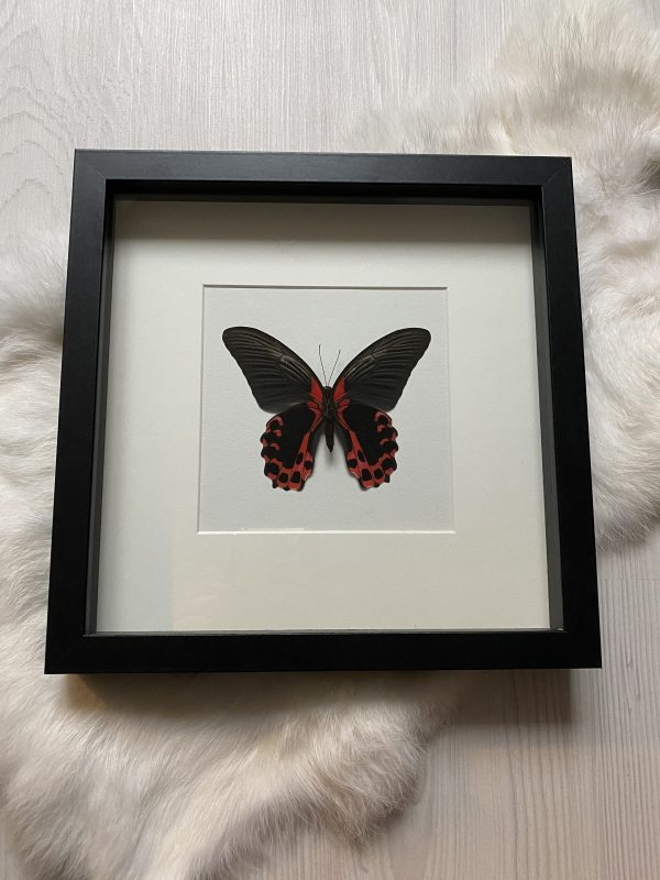 Papilio Rumanzovia in lijst