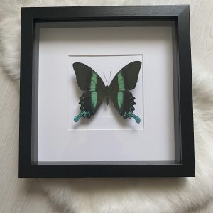 Papilio Blumei in lijst